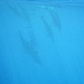 dolphins--snorkeling