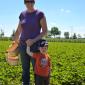 Picking Strawberries