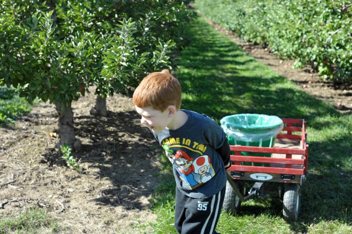 apple-picking-010