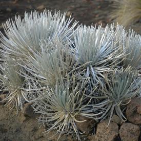 424173882_440484f84b_o