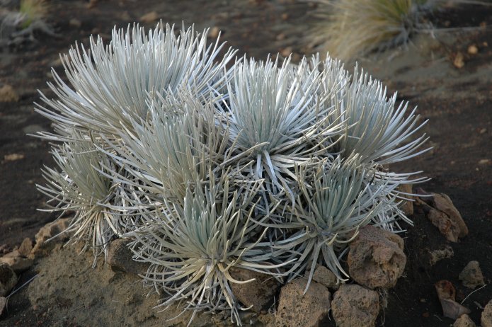 424173882_440484f84b_o