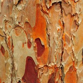 4910554935_fb364a49ba_o