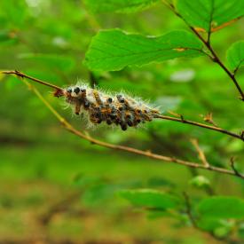 4910556653_f43f9acc13_o