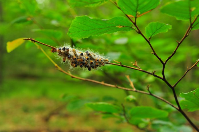 4910556653_f43f9acc13_o