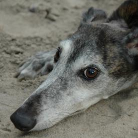 36692421_968b51cfd7_o