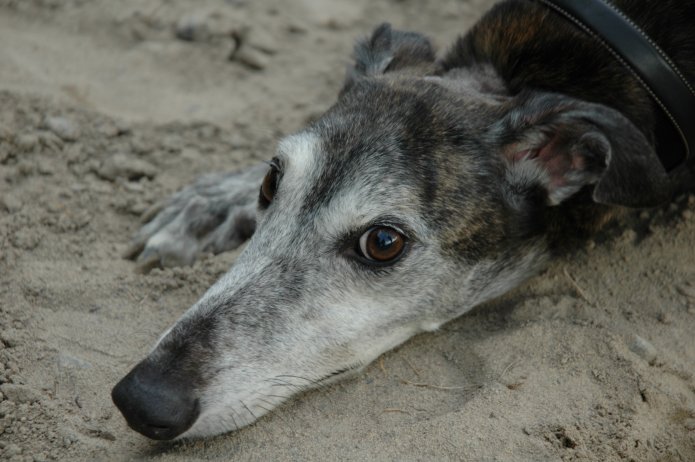 36692421_968b51cfd7_o