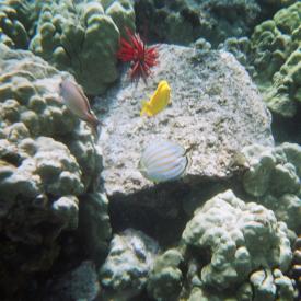 424180717_cd4baff46d_o