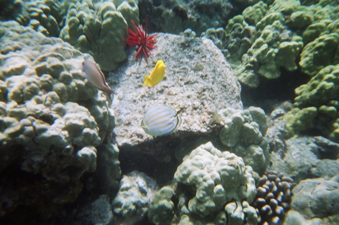 424180717_cd4baff46d_o