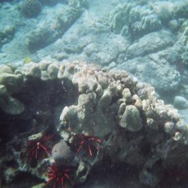 424189086_6acce757a2_o