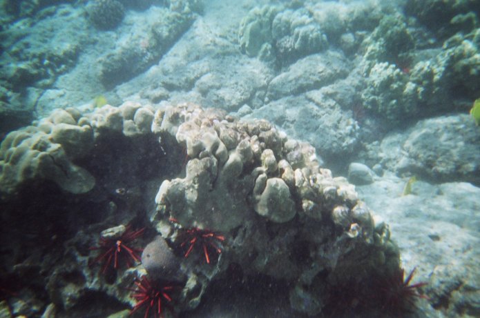 424189086_6acce757a2_o