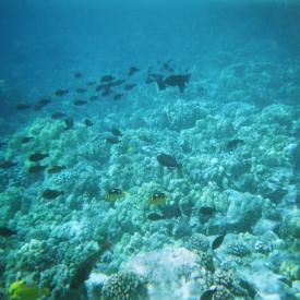 424190699_c51154cec5_o