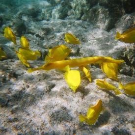 424196455_06fb994fb7_o