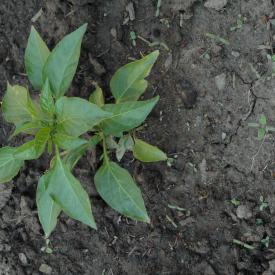 535095100_3e0fe3f671_o