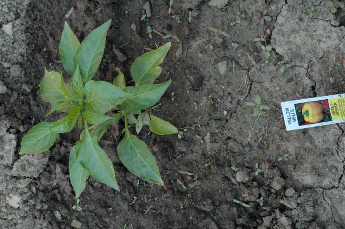 535095100_3e0fe3f671_o