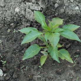 535096626_568b566061_o