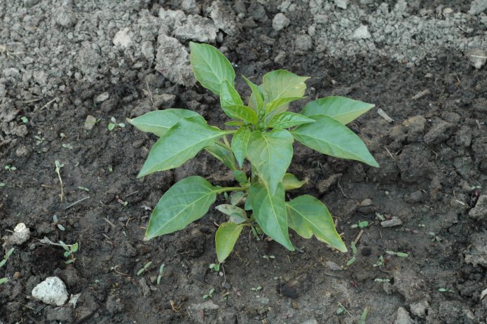 535096626_568b566061_o