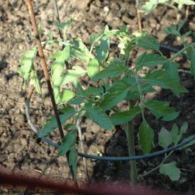 535097802_5aa32c3942_o