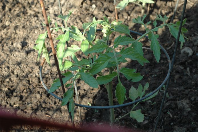 535097802_5aa32c3942_o