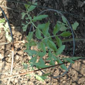 535098918_669b8efc34_o