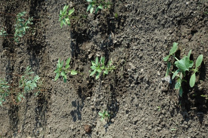 535208529_cadffbc827_o