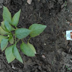 535211571_8b068b5e68_o