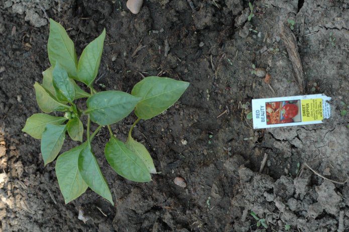 535211571_8b068b5e68_o