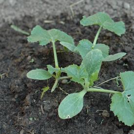 535212625_26cbc38d8c_o