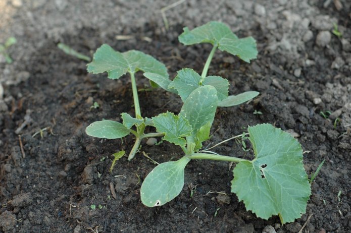 535212625_26cbc38d8c_o