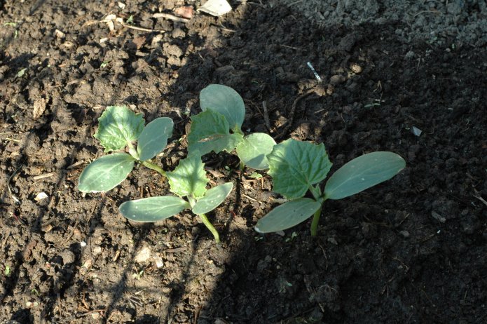 535219309_4aa915b044_o