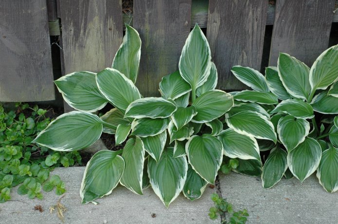 535220669_aae5af0fb4_o