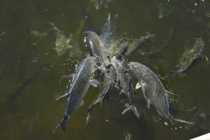 4423258363_575d825b4a_o