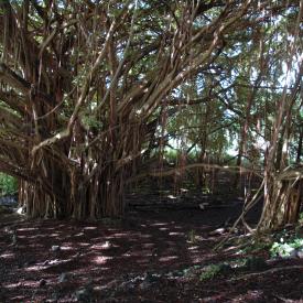 422247427_4641999c56_o