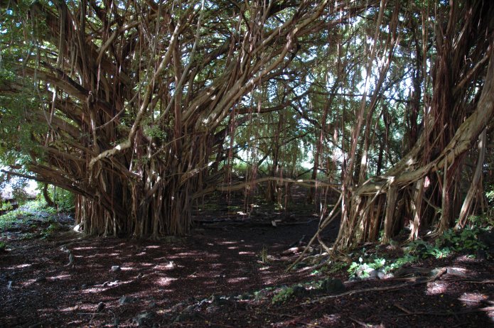 422247427_4641999c56_o