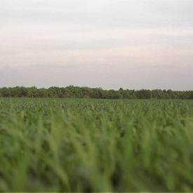 241049409_9d1e7d644b_o