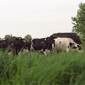 241049514_1456a839fb_o