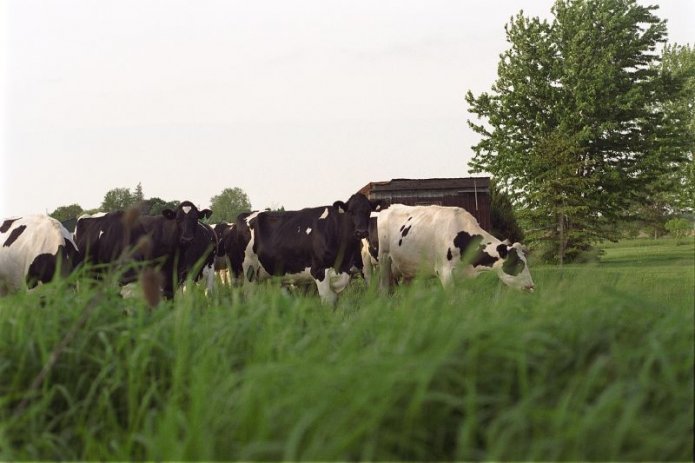 241049514_1456a839fb_o