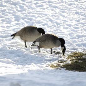 241075090_3acb4cf6d6_o