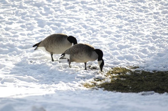 241075090_3acb4cf6d6_o