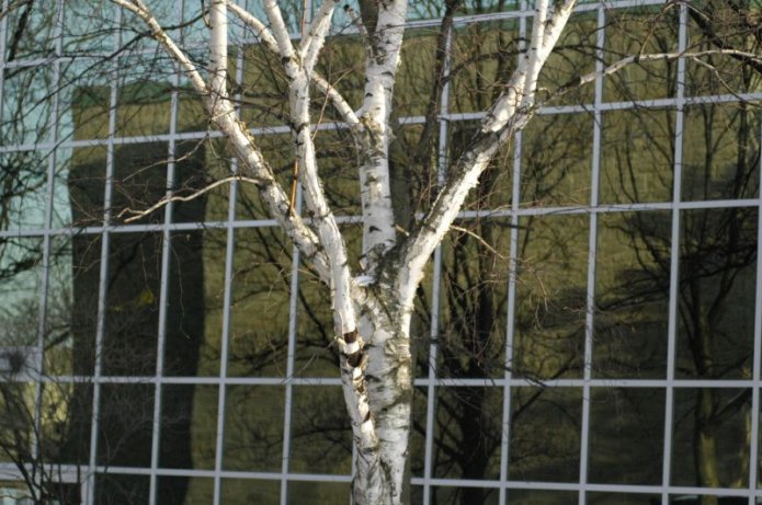 241075204_58f7659cac_o