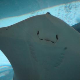 426922821_373670f2d2_o