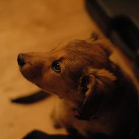 250536322_4da8b0e627_o