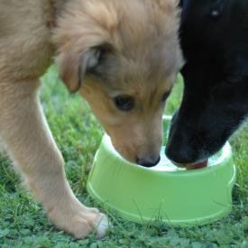 266306529_adba4ae732_o