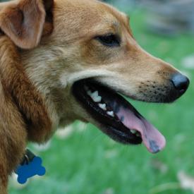 257558010_e5a3f6a917_o