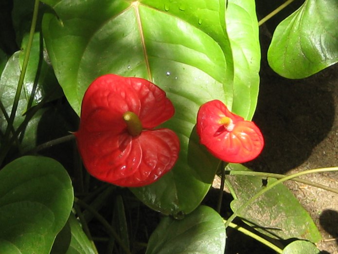 3210998891_c0acee4c8f_o