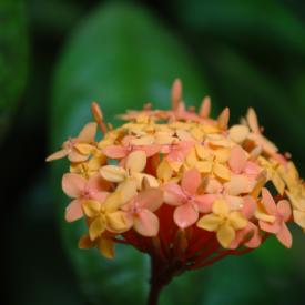 3211007929_ebe43c850a_o