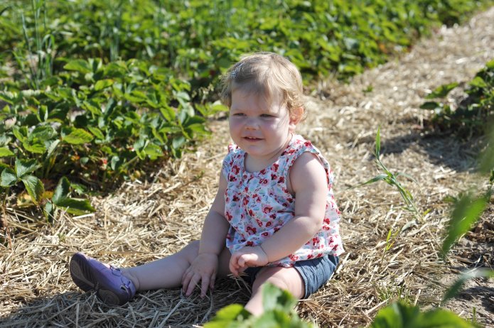 strawberry-picking-001