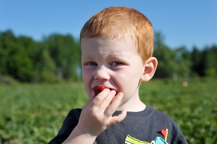 strawberry-picking-005_1371777829