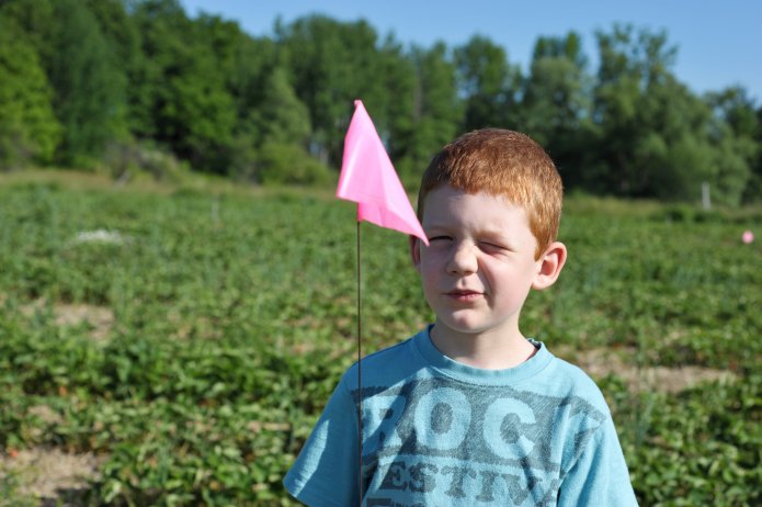 strawberry-picking-006