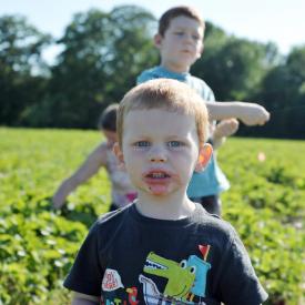 strawberry-picking-028e
