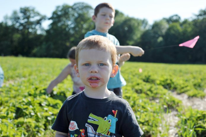 strawberry-picking-028e